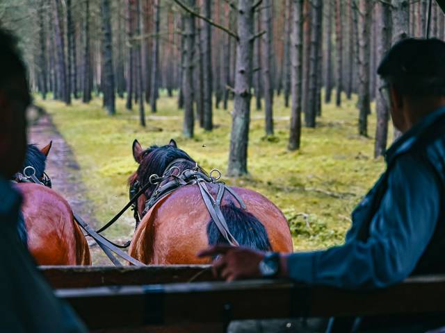 Zwei Pferde ziehen eine Kutsche durch den Wald im Borchards Rookhus