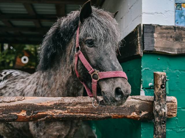 Kleines braunes Pony mit rotem Halfter schaut über den Zaun im Borchards Rookhus
