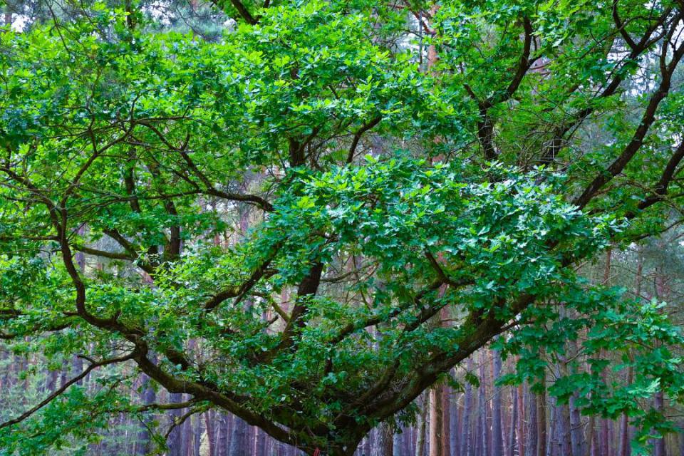 Sehr großer Baum im grünen Wald, an dem eine Tasche mit Herz hängt