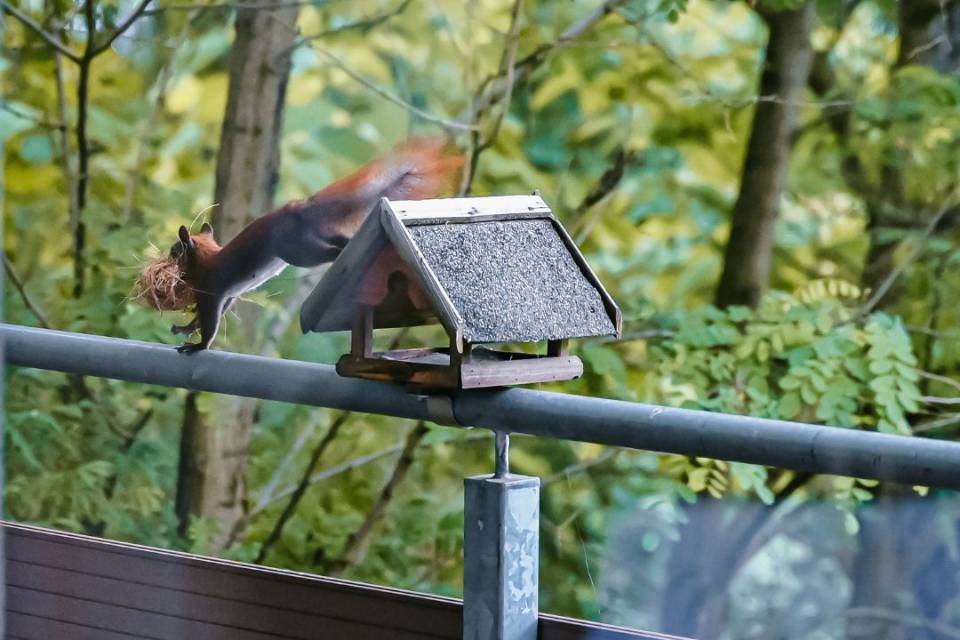 Borchards Rookhus Blick in die Natur, braunes Eichhörnchen hüpft über Balkongeländer