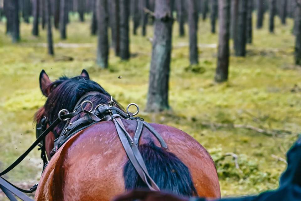 Pferd zieht Kutsche bei Kutschfahrt durch den Wald am Borchards Rookhus