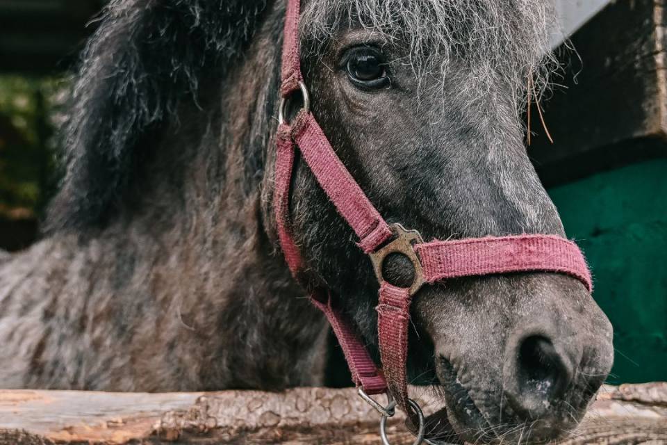 braunes Pony mit rotem Halftern schaut über Zaun im Borchards Rookhus