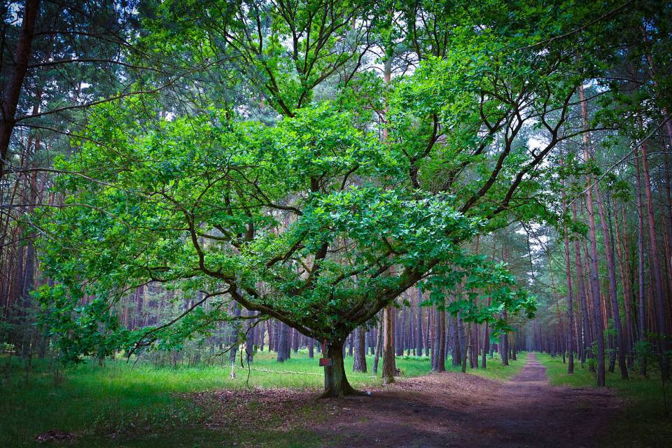 großer Baum, mit einer Tasche im Wald