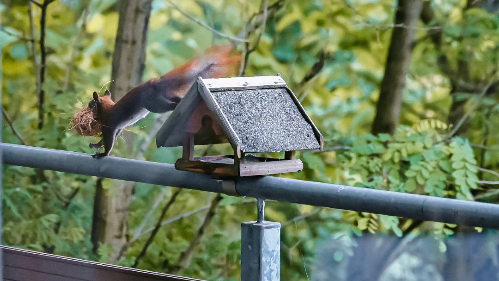 Borchards Rookhus Blick in die Natur, braunes Eichhörnchen hüpft über Balkongeländer